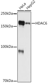 HDAC6 Antibody in Western Blot (WB)