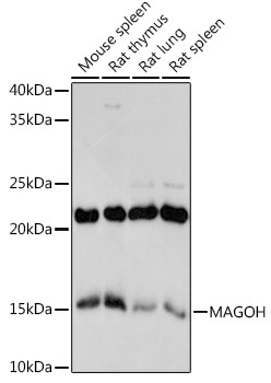 MAGOH Antibody in Western Blot (WB)