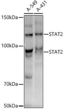 STAT2 Antibody in Western Blot (WB)