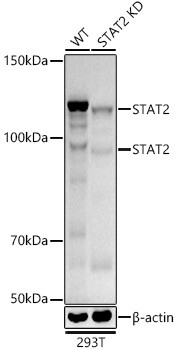 STAT2 Antibody in Western Blot (WB)