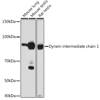 DNAI1 Antibody in Western Blot (WB)