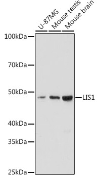 LIS1 Antibody in Western Blot (WB)