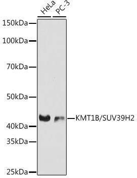 SUV39H2 Antibody in Western Blot (WB)