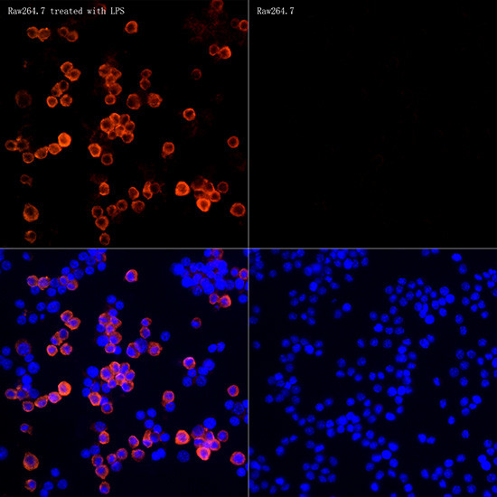 iNOS Antibody in Immunocytochemistry (ICC/IF)