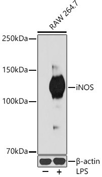 iNOS Antibody in Western Blot (WB)