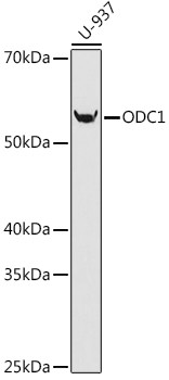 ODC1 Antibody in Western Blot (WB)