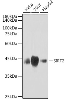 SIRT2 Antibody in Western Blot (WB)