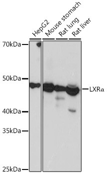 LXR alpha Antibody in Western Blot (WB)