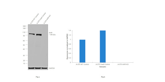 AHR Antibody in Western Blot (WB)