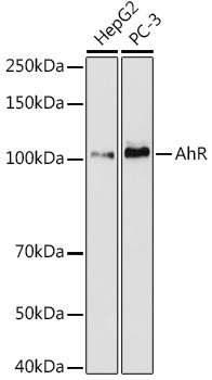 AHR Antibody in Western Blot (WB)