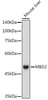 MBD2 Antibody in Western Blot (WB)