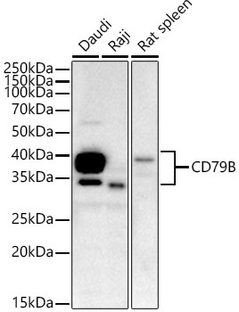 CD79b Antibody in Western Blot (WB)