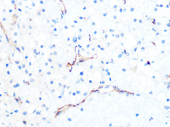 PODXL Antibody in Immunohistochemistry (Paraffin) (IHC (P))