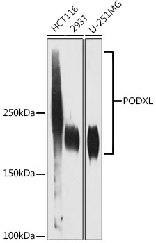 PODXL Antibody in Western Blot (WB)