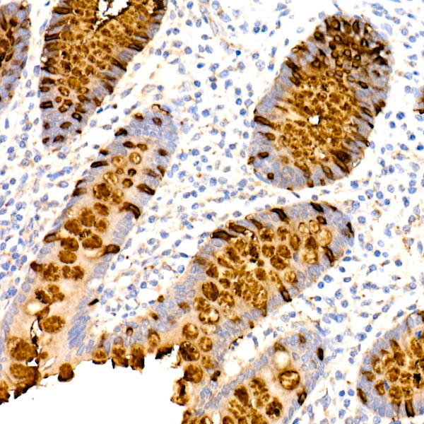 TFF3 Antibody in Immunohistochemistry (Paraffin) (IHC (P))