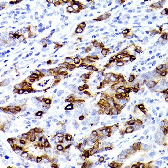 TFF3 Antibody in Immunohistochemistry (Paraffin) (IHC (P))