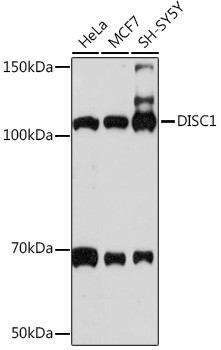 DISC1 Antibody in Western Blot (WB)