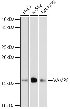 VAMP8 Antibody in Western Blot (WB)