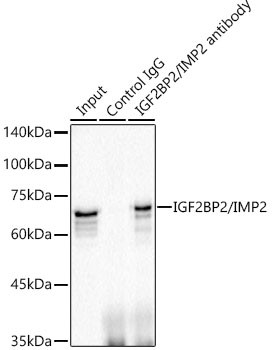 IGF2BP2 Antibody in Immunoprecipitation (IP)