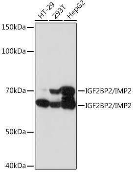 IGF2BP2 Antibody in Western Blot (WB)