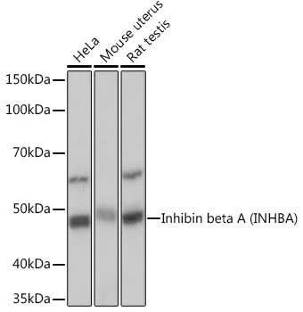 Activin A Antibody in Western Blot (WB)