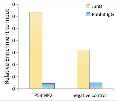 JunD Antibody in ChIP Assay (ChIP)