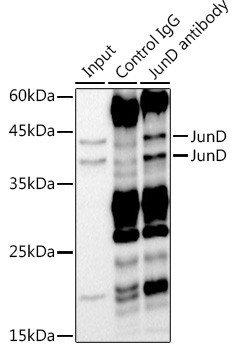 JunD Antibody in Immunoprecipitation (IP)