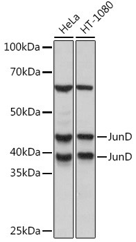 JunD Antibody in Western Blot (WB)