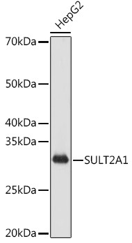 SULT2A1 Antibody in Western Blot (WB)