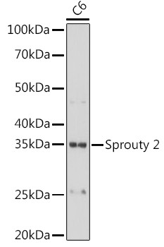 SPRY2 Antibody in Western Blot (WB)