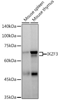 IKZF3 Antibody in Western Blot (WB)