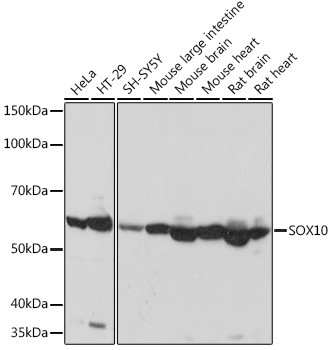 SOX10 Antibody in Western Blot (WB)