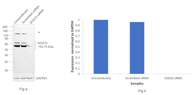 SOX10 Antibody in Western Blot (WB)