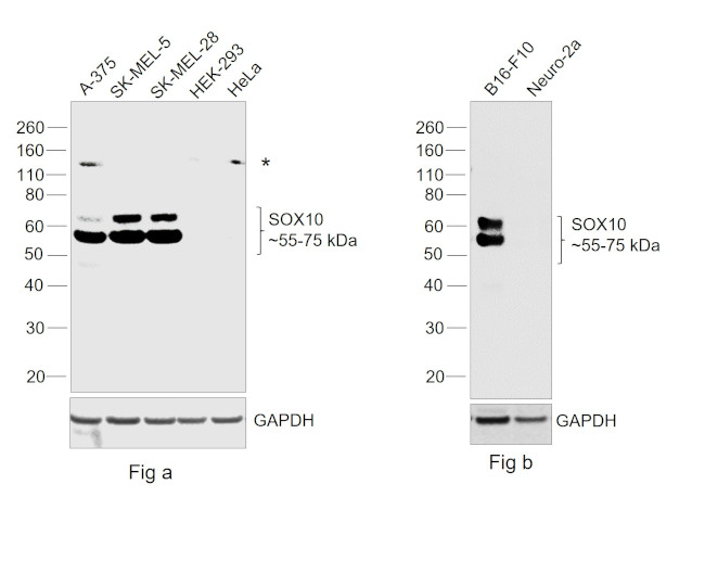 SOX10 Antibody in Western Blot (WB)