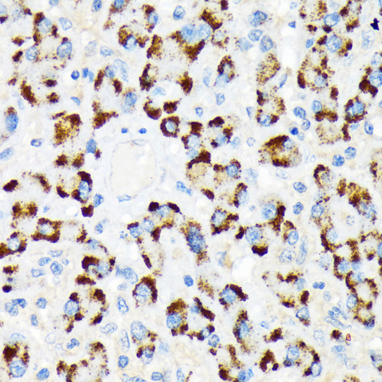 A-Raf Antibody in Immunohistochemistry (Paraffin) (IHC (P))