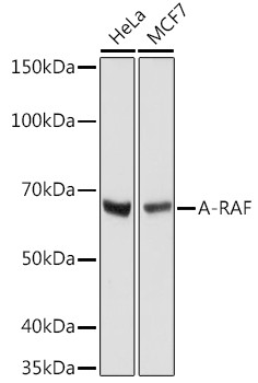 A-Raf Antibody in Western Blot (WB)