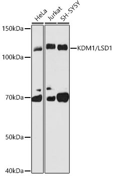 LSD1 Antibody in Western Blot (WB)