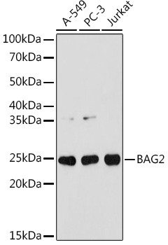 BAG2 Antibody in Western Blot (WB)