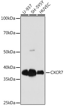 CXCR7 Antibody in Western Blot (WB)