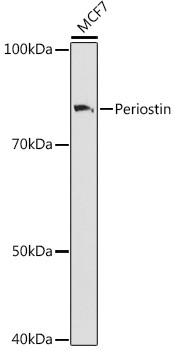 Periostin Antibody in Western Blot (WB)