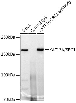 SRC1 Antibody in Immunoprecipitation (IP)