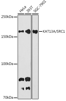 SRC1 Antibody in Western Blot (WB)