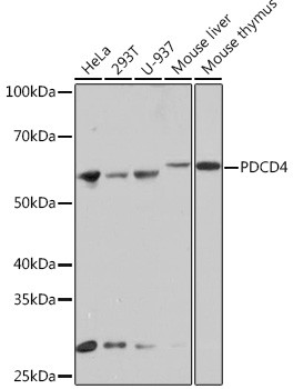 PDCD4 Antibody in Western Blot (WB)