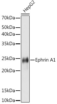 Ephrin A1 Antibody in Western Blot (WB)