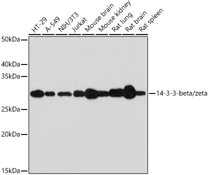 14-3-3 beta/zeta Antibody in Western Blot (WB)