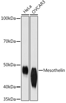 Mesothelin Antibody in Western Blot (WB)