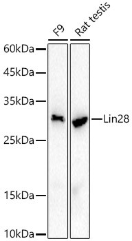 LIN28A Antibody in Western Blot (WB)