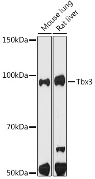 TBX3 Antibody in Western Blot (WB)