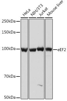 EEF2 Antibody in Western Blot (WB)