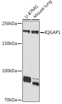 IQGAP1 Antibody in Western Blot (WB)